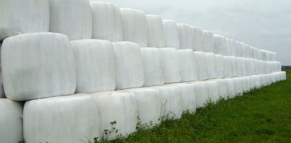 BELE Z kukurydzy BELE z wysłodki kiszonka kukurydzy kukurydza