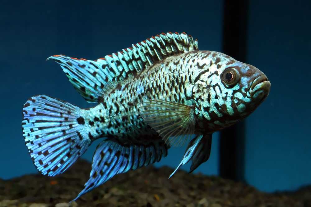 Pielęgnica niebieskołuska odmiana ELECTRIC BLUE JACK DEMPSEY - Rocio