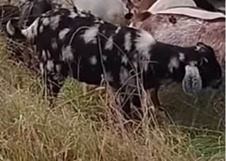 Продам цапа (продам козла) англо-нубійського з племінною картою