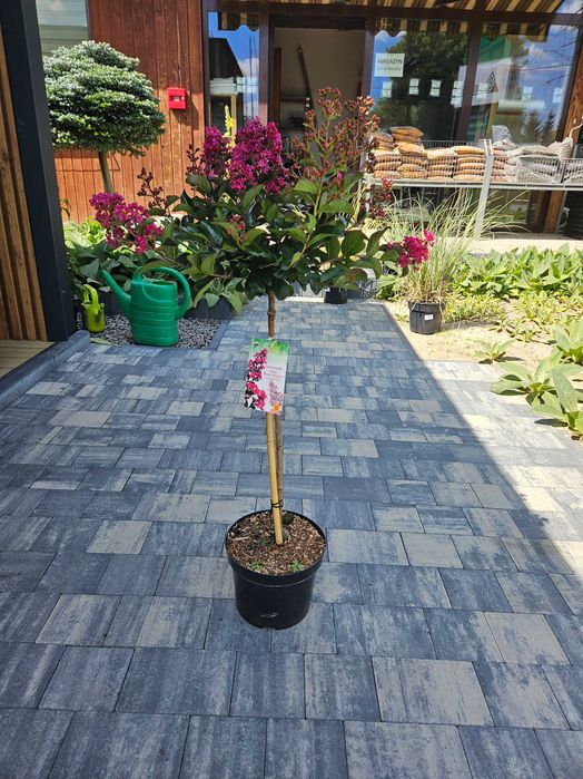 Lagerstroemia Double Dynamite 120cm C5 kwitnący krzew + nawóz gratis