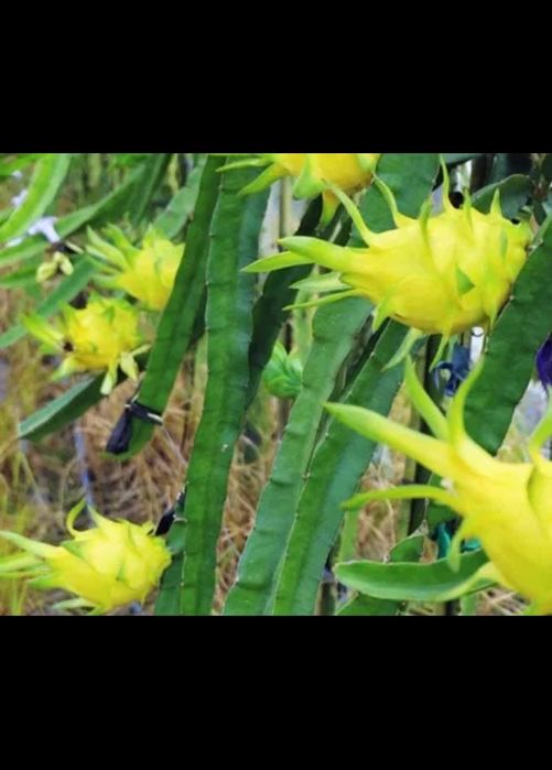 Mudas de pitaya Golden Yellow (Auto-Fertil)