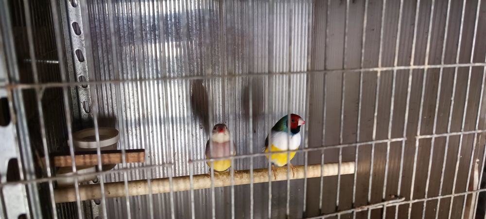 Casais de diamante de gould azul