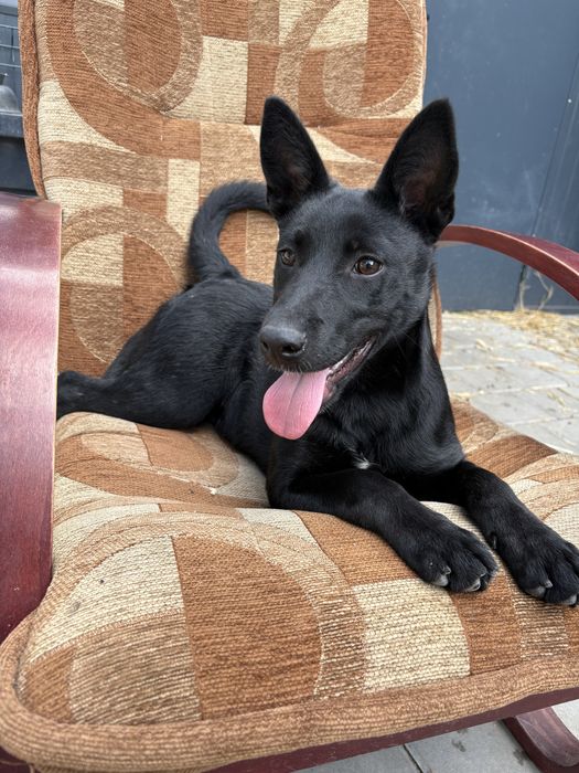 Szczeniak suczka do pilnej adopcji Schronisko Sokołów