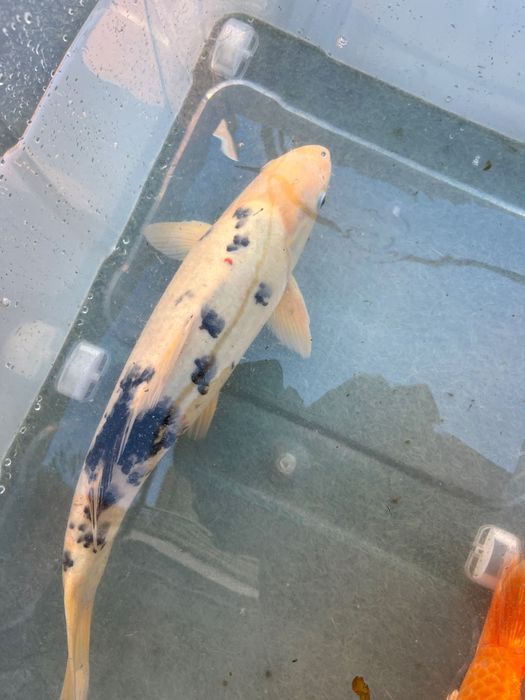 Carpa Koi incrível