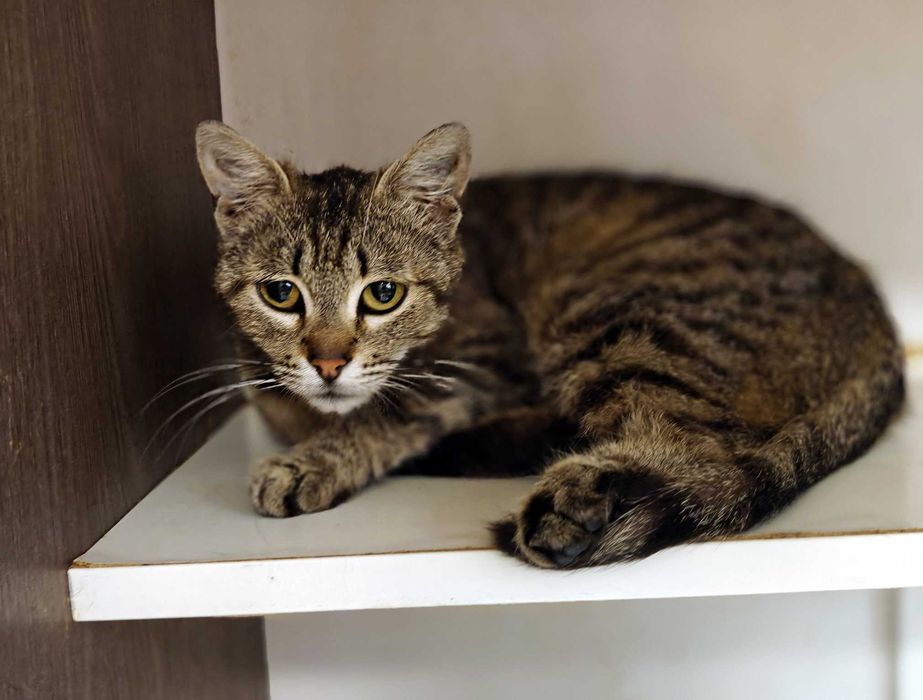 Ніжна і добра кото-дівчинка Квітя (10 міс) дуже сумує без людини!