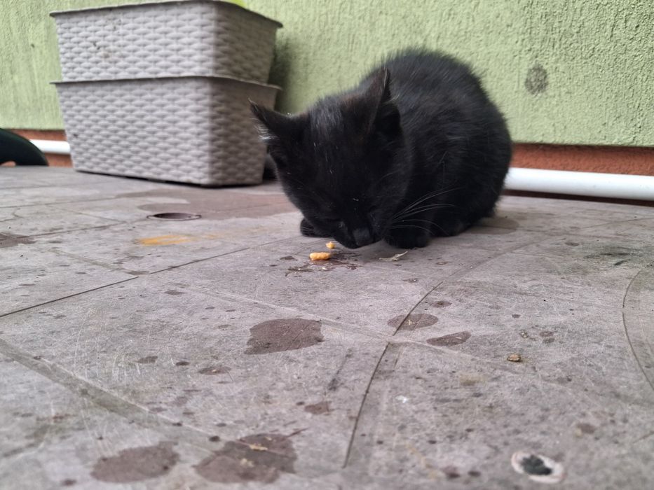 Oddam kotka w dobre ręce