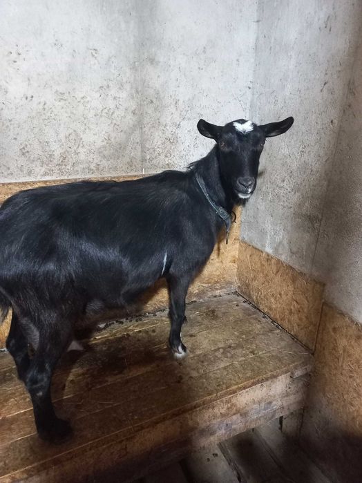 Продається коза безрога