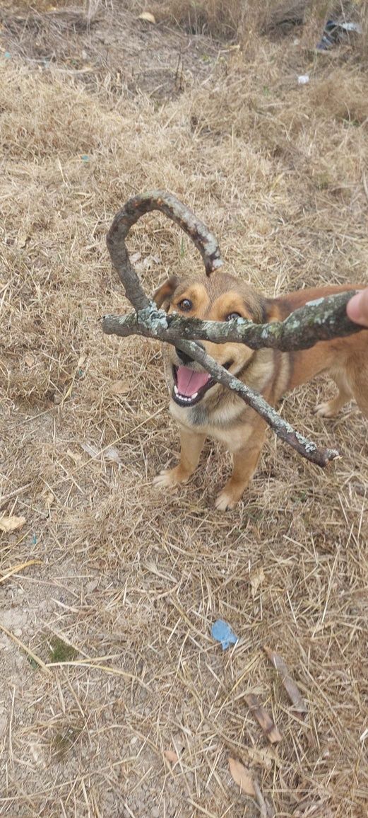 Cão para adoção Rex