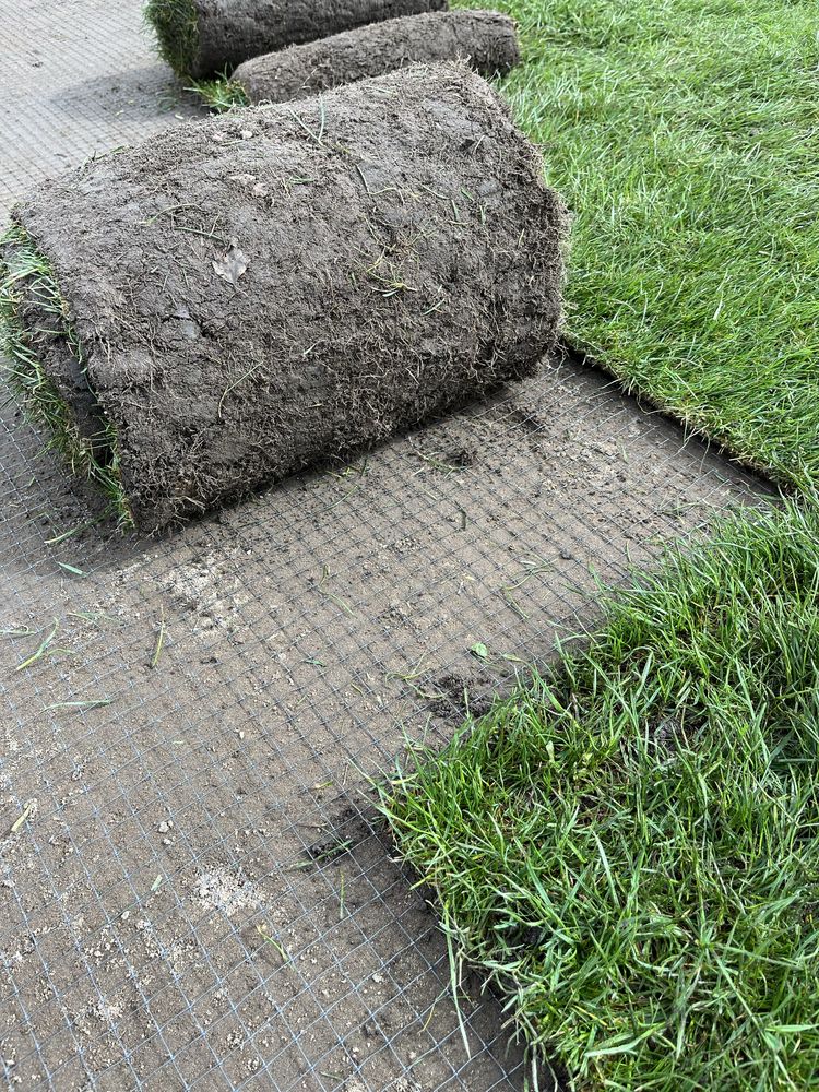 Trawa w rolce trawa z rolki 40m2 z dostawą pod sam dom