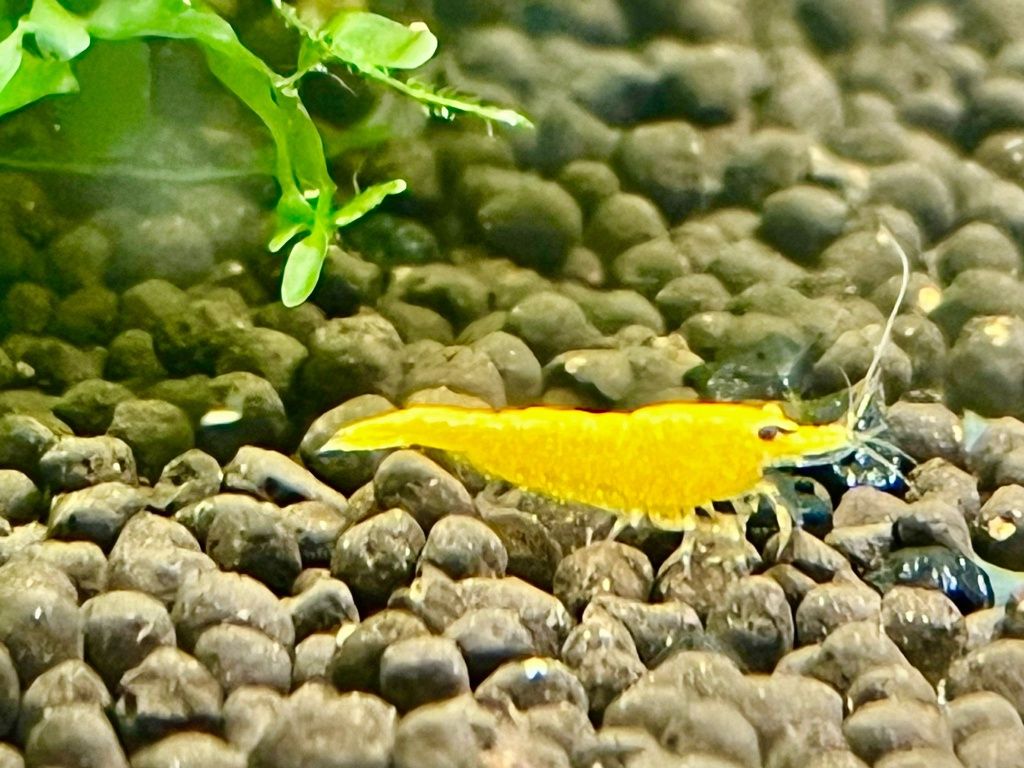 Krewetki Neocaridina Yellow Neon Żółte Ładne Krewetki