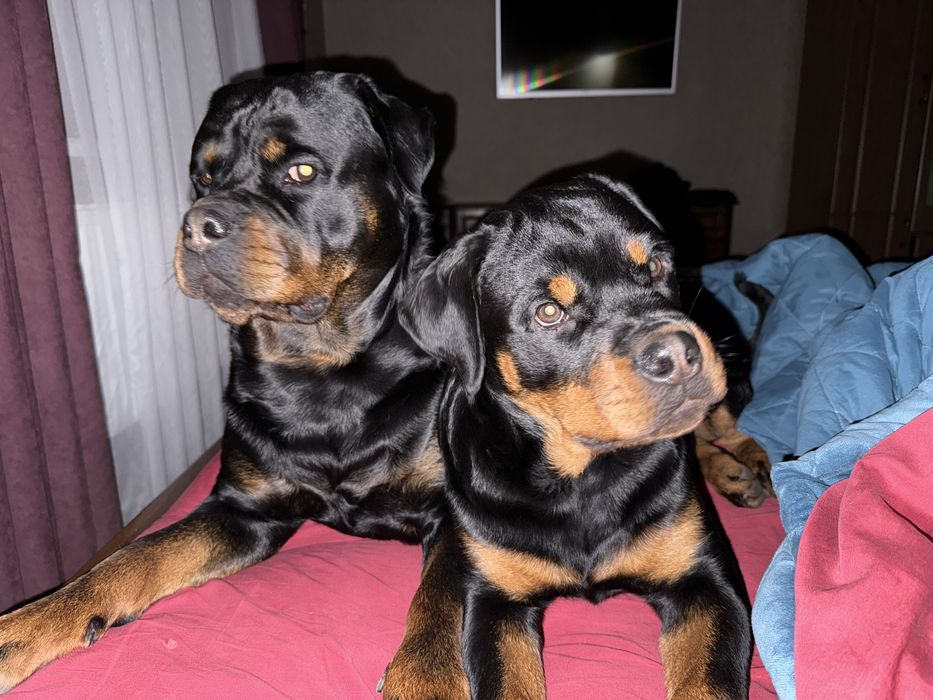 Найкраща дівчинка в найкращі ручки