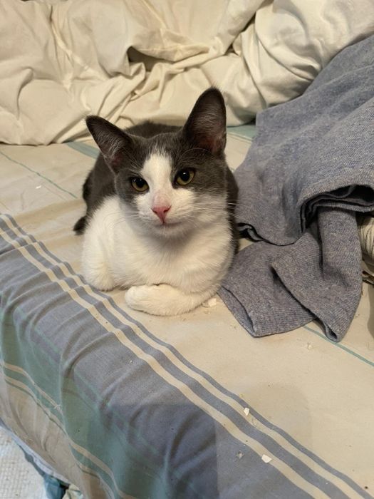 Юний красунчик шукає сімʼю