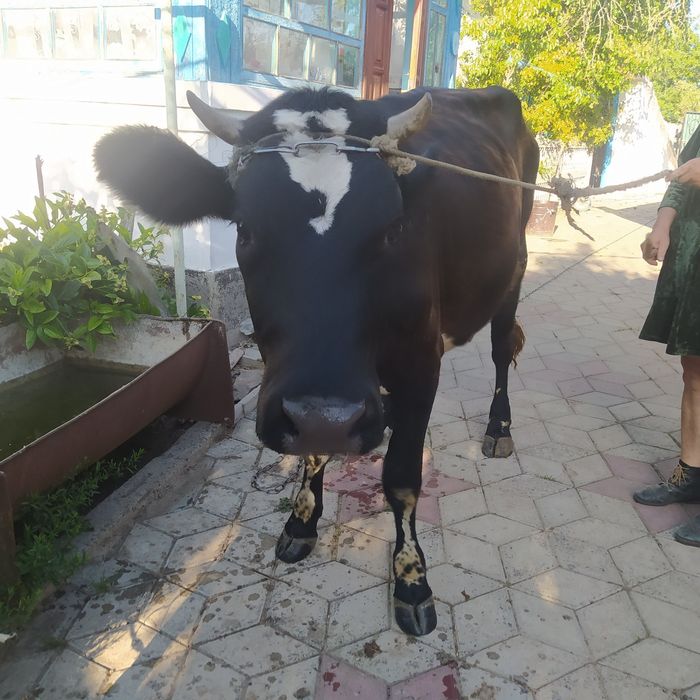 Порода Британська Голштинка первістка