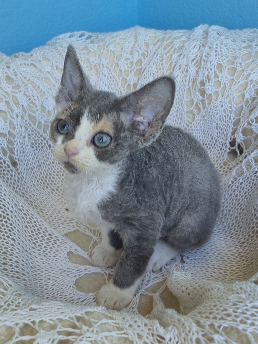 Koteczka Devon Rex FPL