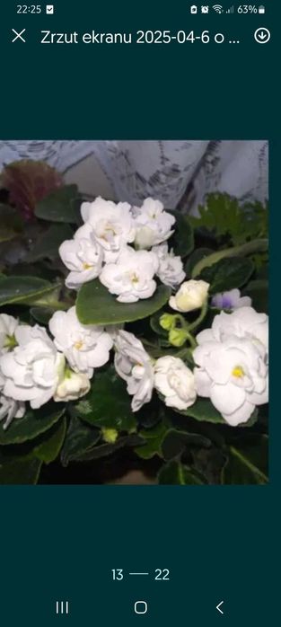 Fiołki afrykańskie