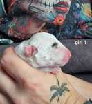 Bulterier Miniaturowy Miniature Bull Terrier