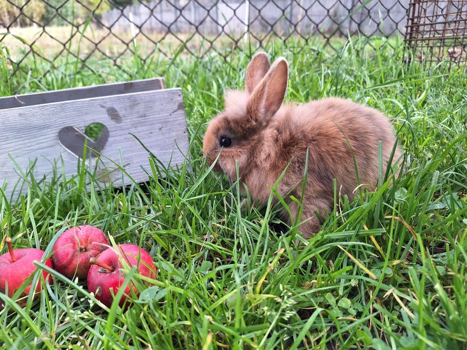 Króliczek miniaturka