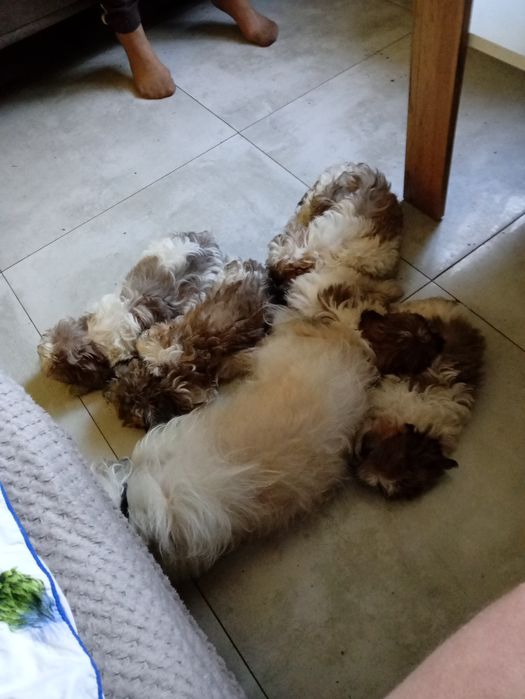 Shiz tzu Z rodowodem