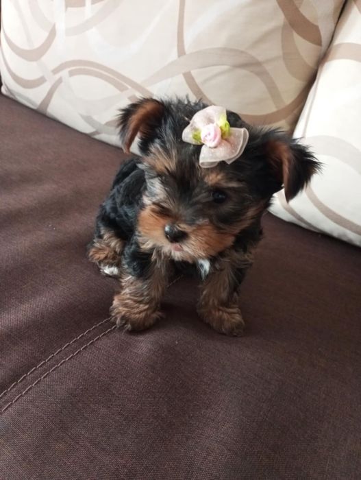 Sunia Yorkshire Terrier
