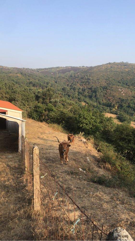 Vitelos da raça cachena desmados