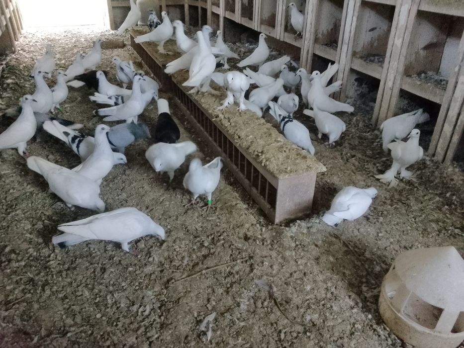 Sprzedam lot gołębi