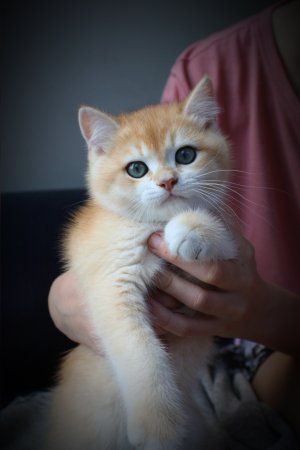 Мальчик NY12 британская золотая шиншилла котенок котята