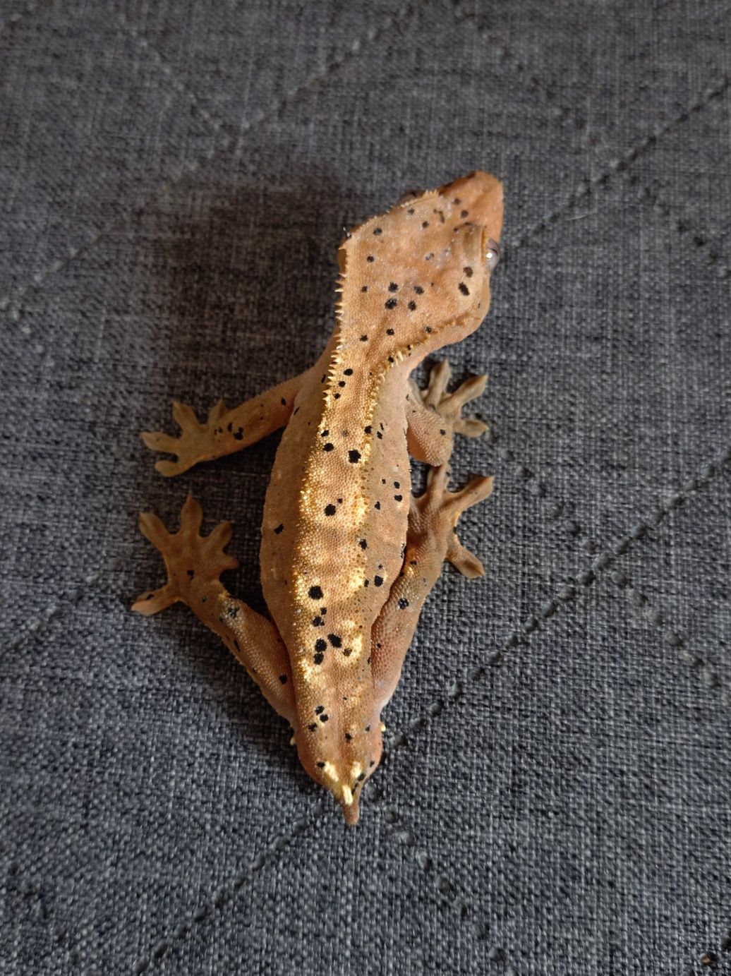 Gekon orzęsiony (Correlophus ciliatus) Młody samiec
