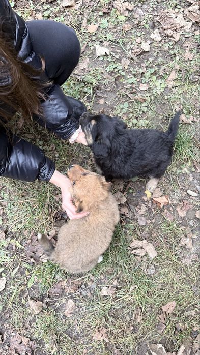 Песики манюні шукають дім