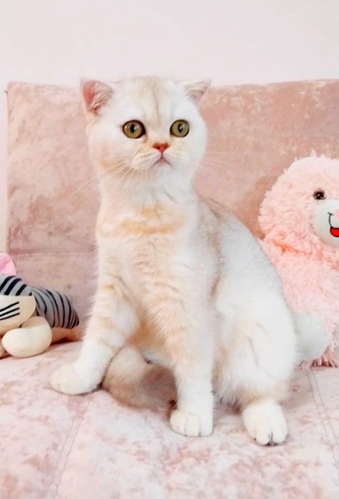 Дівчинка куколка Срібна красунечка