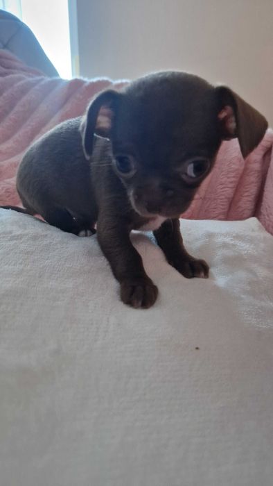 Chihuahua sunia maleńka czekoladka cudowna