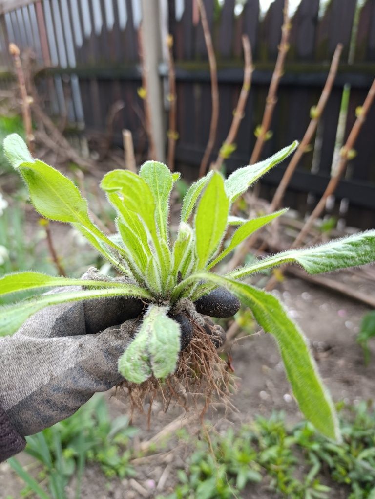 Rudbekia hirta - sadzonki