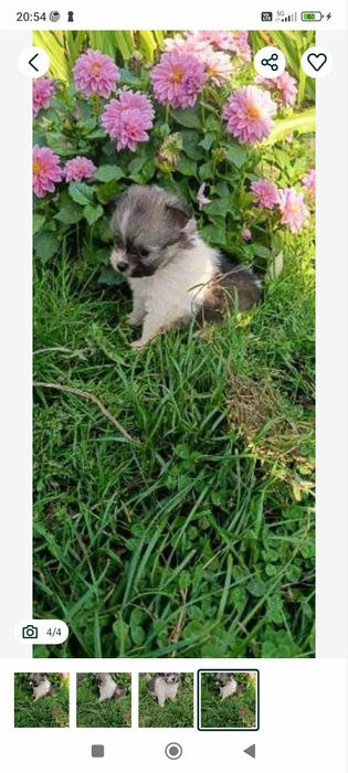 Szpic miniaturowy wpelni samodzielna