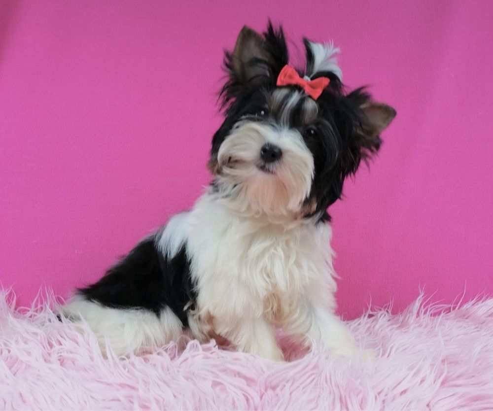 Suczka Biewer Yokshire Terrier York