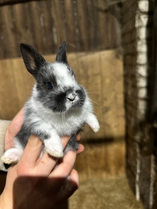 Królik miniaturka królik miniaturowy