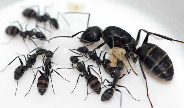 Муравьи Camponotus vagus (Черный муравей-древоточец)