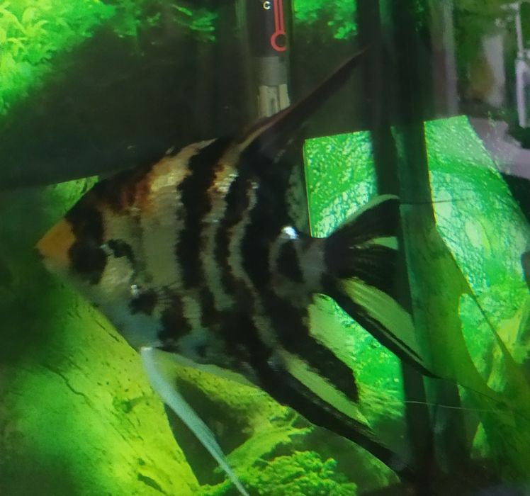 Rybki skalary bardzo duże 4 sztuki