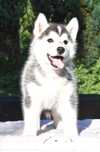Siberian Husky, urocza i wesoła suczka, ZKwP / FCI