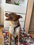 Piesek do Adopcji