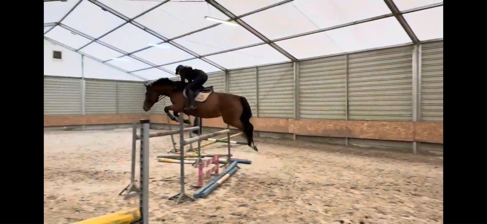 Oldenbusra klacz z bardzo dobrym rodowodem