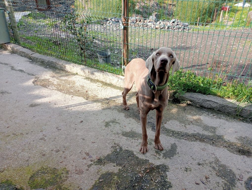 Braco weimaraner