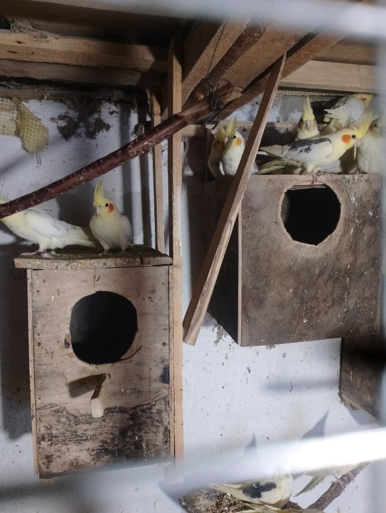 Продам Вівці, Овечки, Кози, Козенята