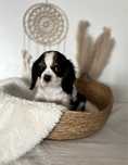Pies rasy Cavalier