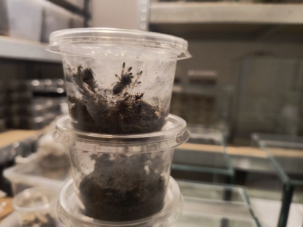 Ptasznik Psalmopoeus reduncus l3 4 SZTUKI za 50zł i INNE Bielsko-Biała