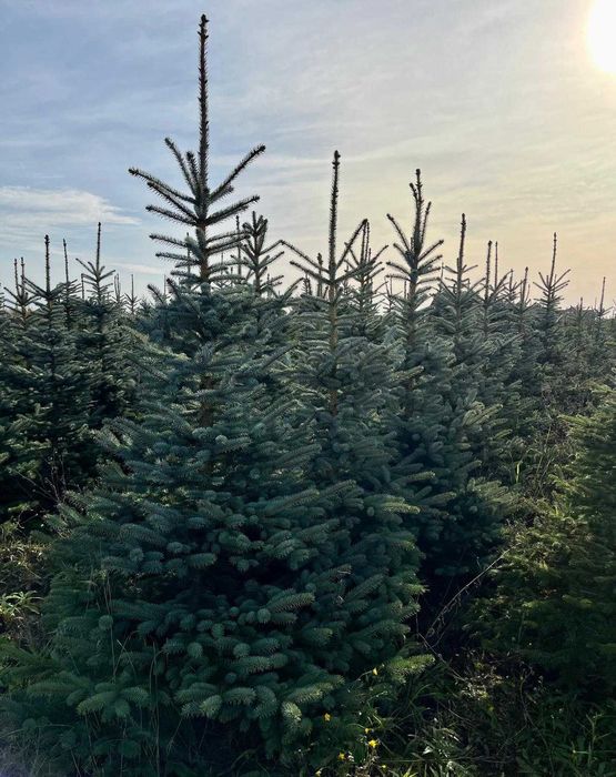 Choinki na święta, detal.