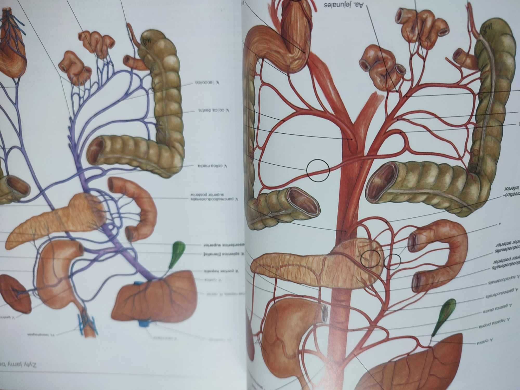 Sobotta Atlas Anatomiczny. Narządy wewnętrzne Mian -  Łacina