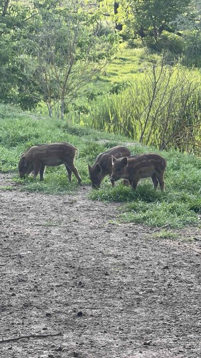 Поросята та дорослі свині