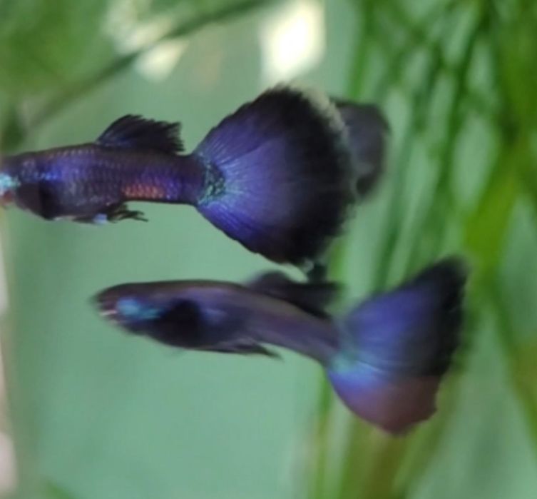 Гуппі Московська синя Чиста лінія