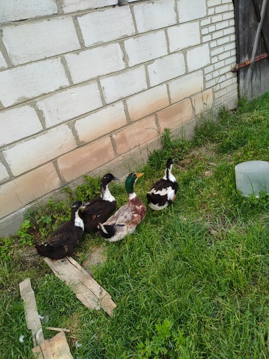 Kaczki dworki i kaczor staropolski