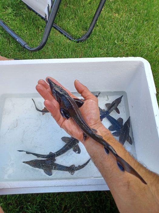 Karp narybek/kroczek  . Amur ,Lin ,Węgorz.