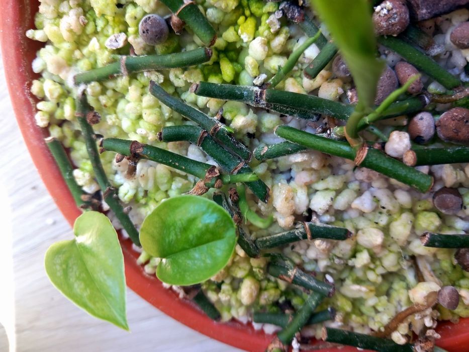 Monstera siltepecana